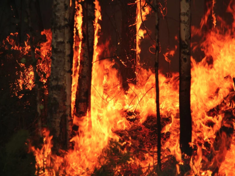 Un feu de forêt dans la réserve naturelle de Yugansky, en Russie, en 2012. Wikimedia Commons/CC BY-SA 2.0/Tatiana Bulyonkova